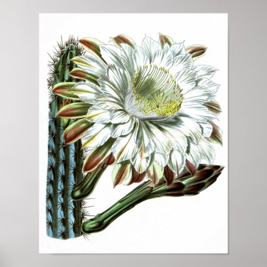 Poster Flower Cactus No1 Vintage Histoire naturelle Impri (Devant)