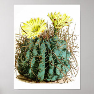Poster Flower Cactus No5 Histoire naturelle Vintage Impri