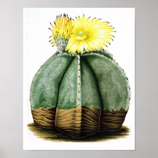 Poster Flower Cactus No7 Vintage Histoire naturelle Impri (Devant)
