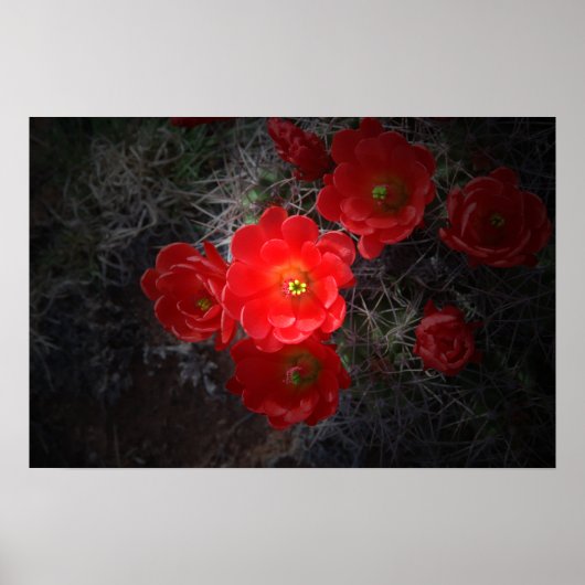 Poster Flower Cactus, Toile (Devant)