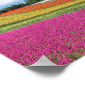 Poster Flower Field (Coin)