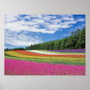 Poster Flower Field