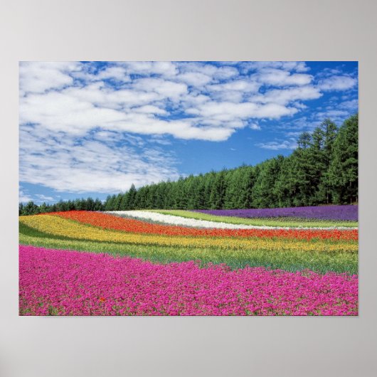 Poster Flower Field (Devant)
