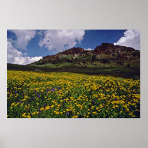 Poster Flower fields near Sonora Pass, California Pink fl