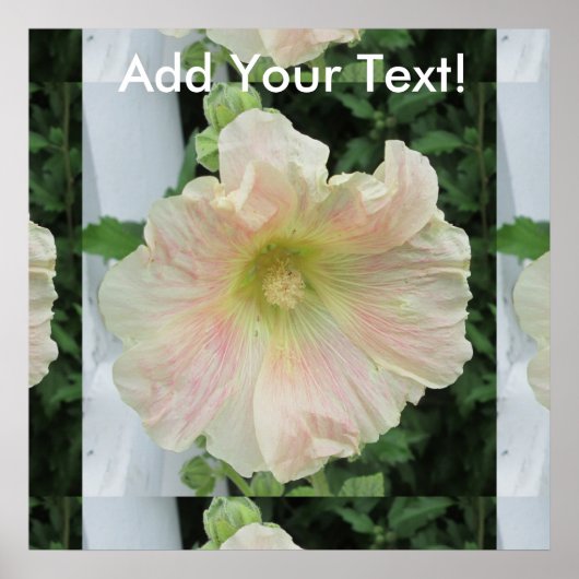 Poster Flower Hollyhock (Devant)