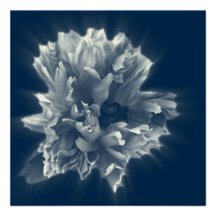 Poster flower in