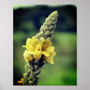 Poster Flower jaune sauvage