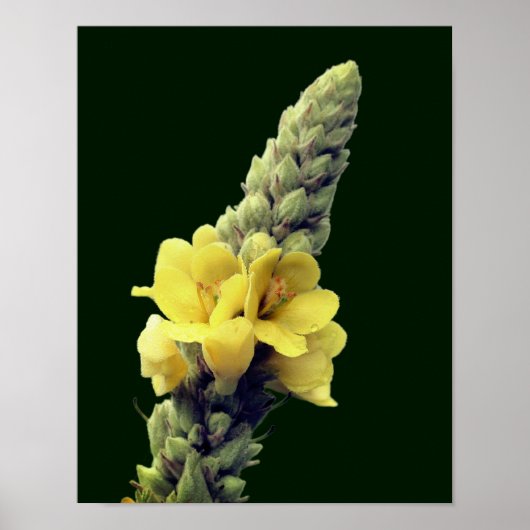 Poster Flower jaune sauvage (Devant)