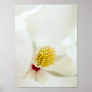 Poster Flower Magnolia