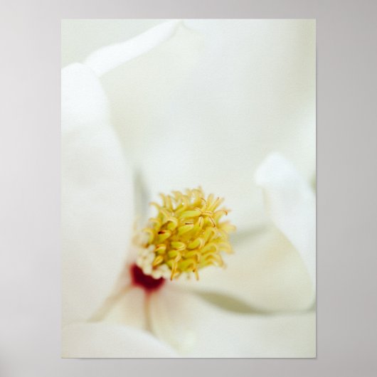 Poster Flower Magnolia (Devant)