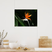 Poster Flower tropical orange paradise (Cuisine)