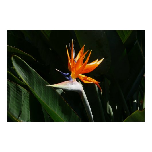 Poster Flower tropical orange paradise (Devant)