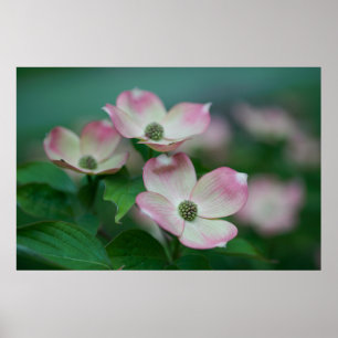 Poster Flowers   Dogwood Blossoms