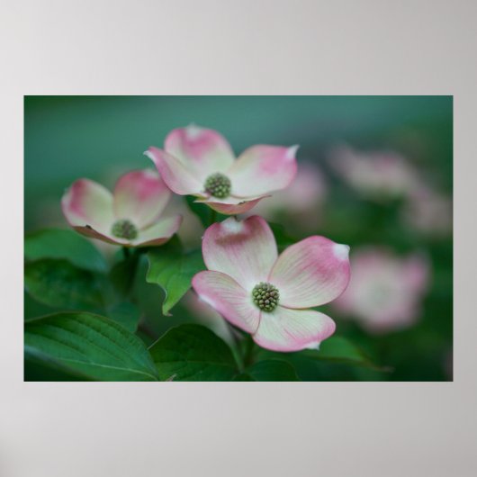 Poster Flowers (homonymie) | Blossoms de Dogwood (Devant)