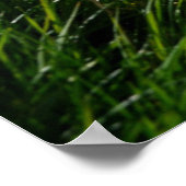 Poster Flowers (homonymie) | Eiger Monch Swiss Alps (Coin)