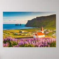 Flowers (homonymie) | Lupines in Bloom Southern Ic
