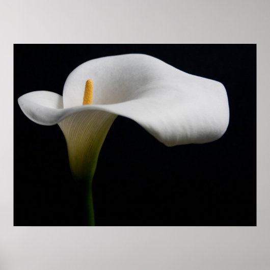 Poster Flowers (homonymie) | White Calla Lily (Devant)