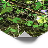 Poster Flowers on the Trail, Oregon (Coin)