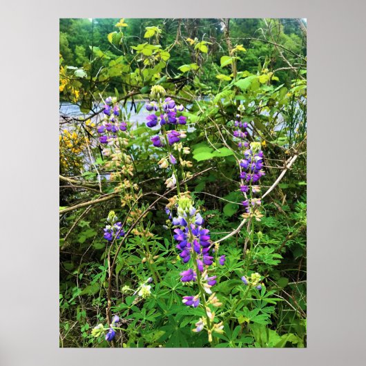 Poster Flowers on the Trail, Oregon (Devant)