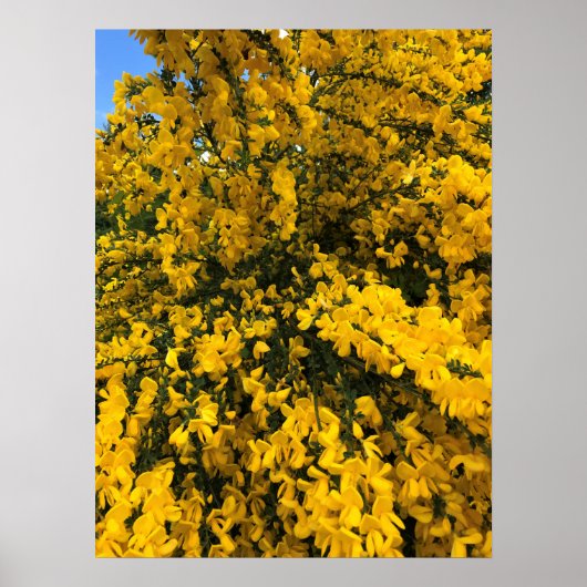 Poster Flowers on the Trail, Oregon (Devant)