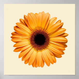 Poster Flowers   Orange Gerbera