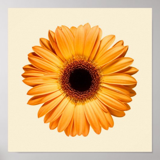 Poster Flowers | Orange Gerbera (Devant)