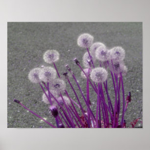 Poster Flowers Purple