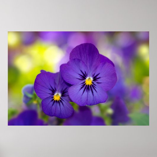 Poster Flowers | Purple Pansies (Devant)