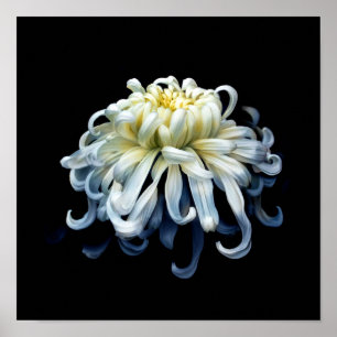 Poster Flowers White Chrysanthemum