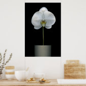 Poster Flowers | White Orchid Flower (Cuisine)