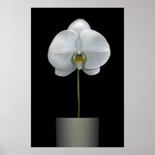 Poster Flowers | White Orchid Flower (Devant)