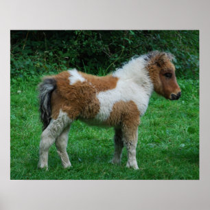 Poster Fluffy Adorable Dartmoor Pony