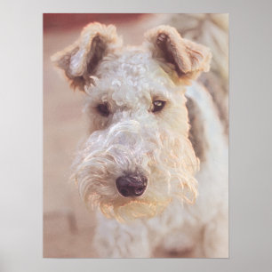 Poster Fluffy Airedale Welsh Terrier Type Chien Chien Chi
