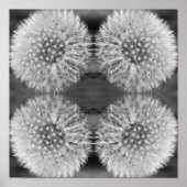 Poster Fluffy Blanc Dandelion Fleur Noir Blanc Abstrait (Devant)