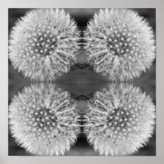 Poster Fluffy Blanc Dandelion Fleur Noir Blanc Abstrait (Devant)