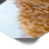 Poster Fluffy Brown Poodle Chien chiot (Coin)