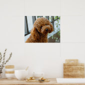 Poster Fluffy Brown Poodle Chien chiot (Cuisine)