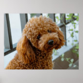 Poster Fluffy Brown Poodle Chien chiot (Devant)