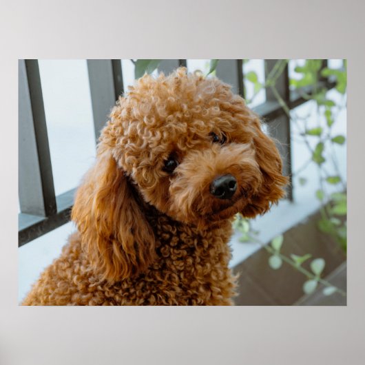 Poster Fluffy Brown Poodle Chien chiot (Devant)