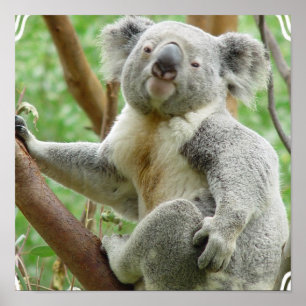 Poster Fluffy Koala