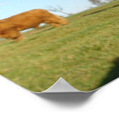 Poster Fluffy Scottish Highland Cow (Coin)