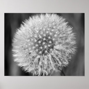 Poster Fluffy White Dandelion Black White Print