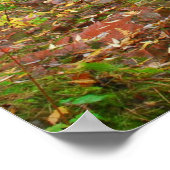 Poster Flux dans Duluth Woods (Coin)