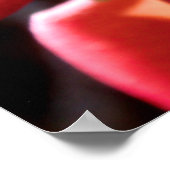 Poster Flux de l'arbre de canonball (Coin)