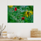 Poster Fly-By dans le jardin (Cuisine)