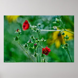 Poster Fly-By dans le jardin