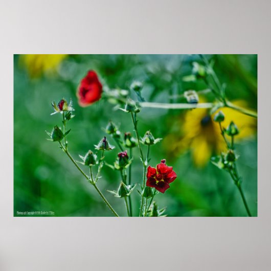 Poster Fly-By dans le jardin (Devant)