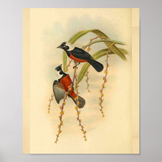 Poster Flycatcher Black Red Bird Imprimer Vintage (Devant)