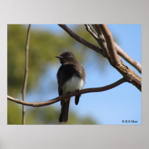 Poster - Flycatcher-profiel