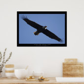 Poster Flying Bald Eagle Wildlife Photo Print (Cuisine)